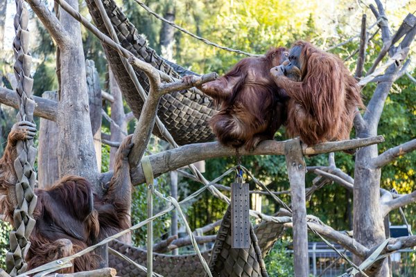 Quels sont les meilleurs endroits pour observer les orangs-outans à Bornéo?